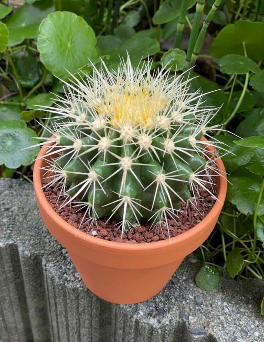 金鯱 サボテン 鉢植え 観葉植物 Amazon｜サボテン 金鯱 キンシャチ 4号 素焼鉢 逸 スマートサイズ 本物